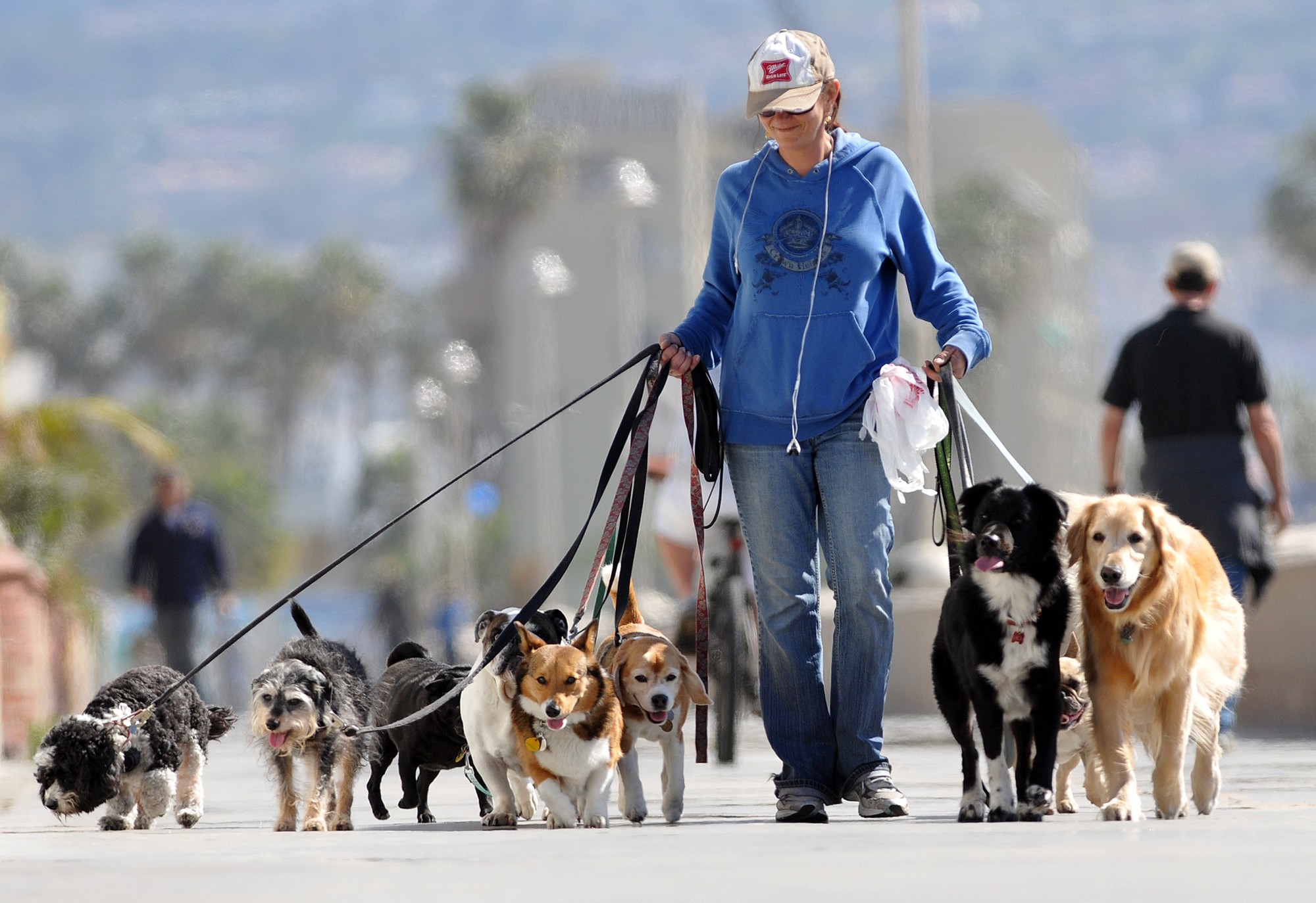 Dogs enjoying a walk outdoors